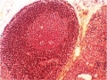 allergologie (5)