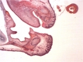 embryologie (1)
